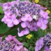 Twist-N-Shout Endless Summer Hydrangea - 1 Gallon Pot