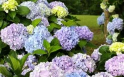 Dear Dolores Hydrangea - 2 Gallon Pot -Garden Wisp Sales Store hydrangea20dear20delores 1