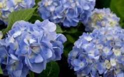 Dear Dolores Hydrangea - 3 Gallon Pot -Garden Wisp Sales Store hydrangea20dear20delores202