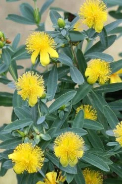 Blue Velvet St. Johns Wort (Hypericum Kalmianum) - 3 Gallon Pot -Garden Wisp Sales Store hypericum kalmianum blue velvet st johns wort 2