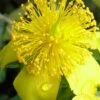 Blue Velvet St. Johns Wort (Hypericum Kalmianum) - 3 Gallon Pot