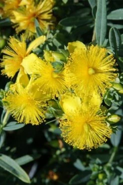 Blue Velvet St. Johns Wort (Hypericum Kalmianum) - 3 Gallon Pot -Garden Wisp Sales Store hypericum lamianum blue velvet st johns wort 1