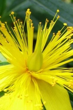 Blue Velvet St. Johns Wort (Hypericum Kalmianum) - 3 Gallon Pot -Garden Wisp Sales Store hypericum lamianum blue velvet st johns wort 2