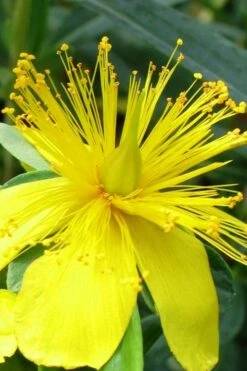 Blue Velvet St. Johns Wort (Hypericum Kalmianum) - 3 Gallon Pot -Garden Wisp Sales Store hypericum lamianum blue velvet st johns wort 3