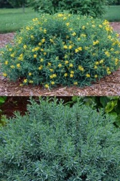 Blue Velvet St. Johns Wort (Hypericum Kalmianum) - 3 Gallon Pot -Garden Wisp Sales Store hypericum lamianum blue velvet st johns wort 5