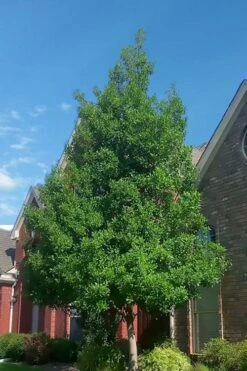 Savannah Holly - 3 Gallon Pot -Garden Wisp Sales Store ilex attentuata savannah holly 3