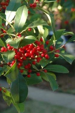 Savannah Holly - 3 Gallon Pot -Garden Wisp Sales Store ilex attenuata savannah holly 6
