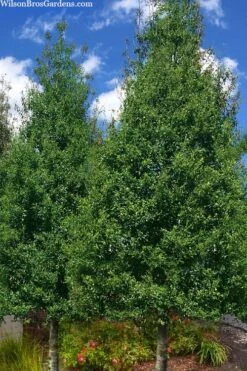 Savannah Holly - 3 Gallon Pot -Garden Wisp Sales Store ilex attenuata savannah holly 7