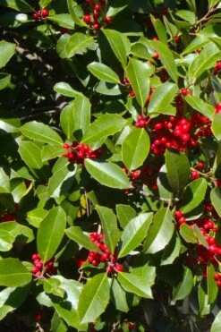Greenleaf American Holly (Ilex Opaca) - 7 Gallon Pot -Garden Wisp Sales Store ilex opaca greenleaf american holly tree 3