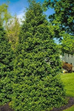 Greenleaf American Holly (Ilex Opaca) - 7 Gallon Pot -Garden Wisp Sales Store ilex opaca greenleaf american holly tree 5