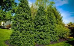 Greenleaf American Holly (Ilex Opaca) - 7 Gallon Pot -Garden Wisp Sales Store ilex opaca greenleaf american holly tree 6