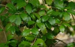 Greenleaf American Holly (Ilex Opaca) - 7 Gallon Pot -Garden Wisp Sales Store ilex opaca greenleaf american holly tree 7