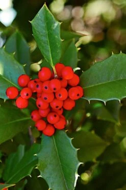 Greenleaf American Holly (Ilex Opaca) - 7 Gallon Pot -Garden Wisp Sales Store ilex opaca greenleaf american holly tree 8