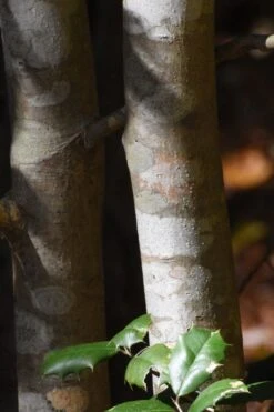 Greenleaf American Holly (Ilex Opaca) - 7 Gallon Pot -Garden Wisp Sales Store ilex opaca greenleaf american holly tree bark 1