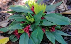 Swamp Hobbit Florida Anise (Illicium Floridanum) - 1 Gallon Pot -Garden Wisp Sales Store illicium floridanum swamp hobbit florida anise 2
