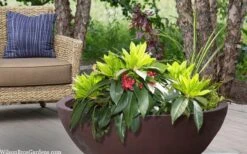 Swamp Hobbit Florida Anise (Illicium Floridanum) - 1 Gallon Pot -Garden Wisp Sales Store illicium floridanum swamp hobbit florida anise 3