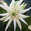 Orion Star Flower Anise (Illicium) - 5 Pack Of Quart Pots