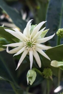 Orion Star Flower Anise (Illicium) - 5 Pack Of Quart Pots -Garden Wisp Sales Store illicium star flower orion anise 3
