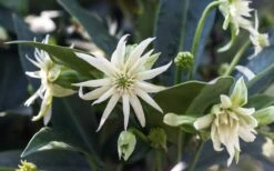 Orion Star Flower Anise (Illicium) - 5 Pack Of Quart Pots -Garden Wisp Sales Store illicium star flower orion anise 4