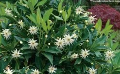 Orion Star Flower Anise (Illicium) - 5 Pack Of Quart Pots -Garden Wisp Sales Store illicium star flower orion anise 8