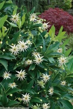 Orion Star Flower Anise (Illicium) - 5 Pack Of Quart Pots -Garden Wisp Sales Store illicium star flower orion anise 9
