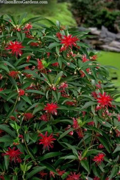 Scorpio Star Flower Anise (Illicium) - 7 Gallon Pot -Garden Wisp Sales Store illicium star flower scorpio anise 10