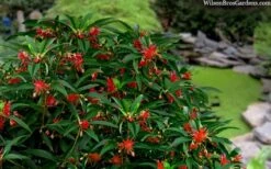 Scorpio Star Flower Anise (Illicium) - 7 Gallon Pot -Garden Wisp Sales Store illicium star flower scorpio anise 11