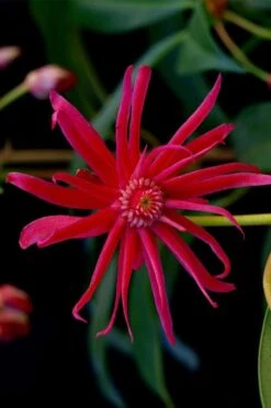 Scorpio Star Flower Anise (Illicium) - 7 Gallon Pot -Garden Wisp Sales Store illicium star flower scorpio anise 13