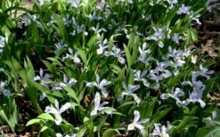 Powder Blue Giant Dwarf Crested Iris (Iris Cristata) - 1 Gallon Pot -Garden Wisp Sales Store iris cristata 7