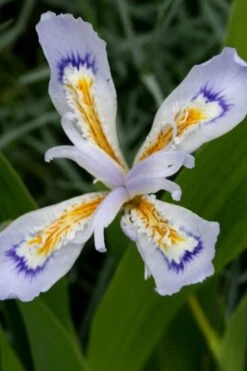 Powder Blue Giant Dwarf Crested Iris (Iris Cristata) - 1 Gallon Pot -Garden Wisp Sales Store iris cristata powder blur giant dwarf crested 3