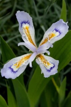 Powder Blue Giant Dwarf Crested Iris (Iris Cristata) - 1 Gallon Pot -Garden Wisp Sales Store iris cristata powder blur giant dwarf crested 4