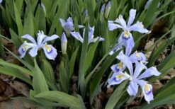 Powder Blue Giant Dwarf Crested Iris (Iris Cristata) - 1 Gallon Pot -Garden Wisp Sales Store iris cristata powder blur giant dwarf crested 5