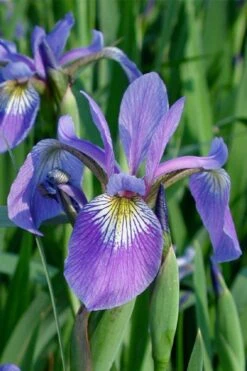 Blue Flag Iris (Iris Versicolor) - 8 Pack Of 1 Gallon Pots -Garden Wisp Sales Store iris versicolor blue flag 1
