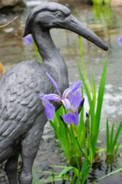 Blue Flag Iris (Iris Versicolor) - 8 Pack Of 1 Gallon Pots -Garden Wisp Sales Store iris versicolor blue flag 2