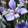 Blue Flag Iris (Iris Versicolor) - 8 Pack Of 1 Gallon Pots
