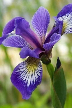 Blue Flag Iris (Iris Versicolor) - 8 Pack Of 1 Gallon Pots -Garden Wisp Sales Store iris versicolor harlequin blue flag 3