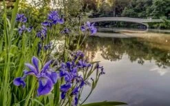 Blue Flag Iris (Iris Versicolor) - 8 Pack Of 1 Gallon Pots -Garden Wisp Sales Store iris versicolor harlequin blue flag 4