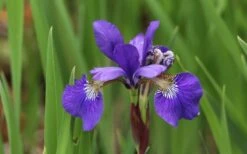 Blue Flag Iris (Iris Versicolor) - 8 Pack Of 1 Gallon Pots -Garden Wisp Sales Store iris versicolor harlequin blue flag 8