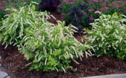 Scentlandia Sweetspire (Itea Virginica) - 3 Gallon Pot -Garden Wisp Sales Store itea virginica scentlandia virginia sweetspire 5