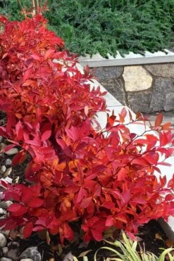 Scentlandia Sweetspire (Itea Virginica) - 3 Gallon Pot -Garden Wisp Sales Store itea virginica scentlandia virginia sweetspire 7