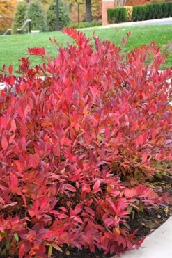 Virginia Sweetspire (Itea Virginica) - 1 Gallon Pot -Garden Wisp Sales Store itea virginica virginia sweetspire 14