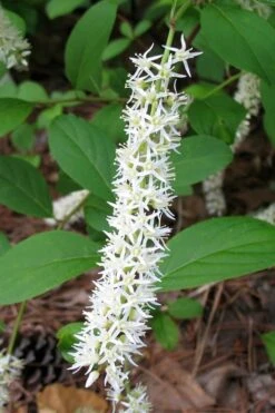 Virginia Sweetspire (Itea Virginica) - 1 Gallon Pot -Garden Wisp Sales Store itea virginica virginia sweetspire 7