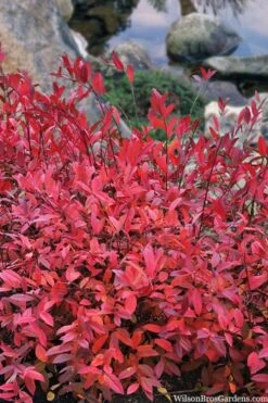 Virginia Sweetspire (Itea Virginica) - 1 Gallon Pot -Garden Wisp Sales Store itea virginica virginia sweetspire 8