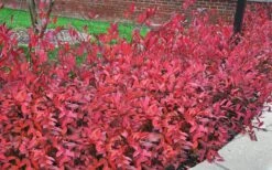 Virginia Sweetspire (Itea Virginica) - 1 Gallon Pot -Garden Wisp Sales Store itea virginica virginia sweetspire 9