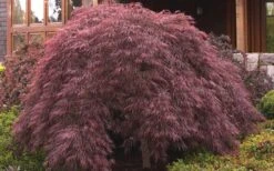 Crimson Queen Dwarf Japanese Maple - 1 Gallon Pot 10 Crimson Queen Dwarf Japanese Maple - 1 Gallon Pot -Garden Wisp Sales Store ja panese Maple Crimson Queen 50 1