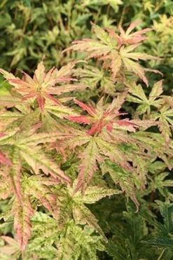 Radiant Variegated Japanese Maple - 5 Gallon Pot -Garden Wisp Sales Store japanese Maple Radiant 7