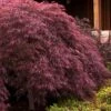 Crimson Queen Dwarf Japanese Maple - 1 Gallon Pot