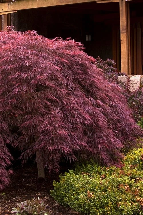 Crimson Queen Dwarf Japanese Maple - 1 Gallon Pot 1 Crimson Queen Dwarf Japanese Maple - 1 Gallon Pot