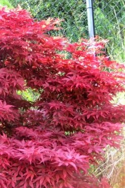 Fireglow Red Leaf Japanese Maple - 5 Gallon Pot (4.5-5.5') -Garden Wisp Sales Store japanese maple fireglow 11