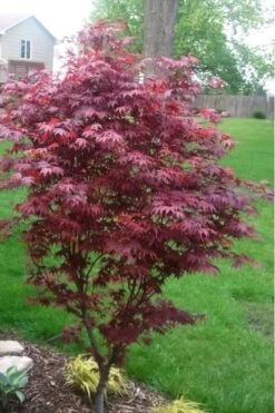Fireglow Red Leaf Japanese Maple - 5 Gallon Pot (4.5-5.5') -Garden Wisp Sales Store japanese maple fireglow 12